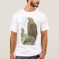 Gould - Weiß-Angebundenes Eagle - Haliaetus