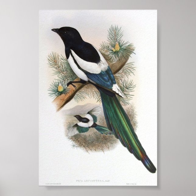 Gould - White-Winged Magpie Portfolio Poster (Vorne)