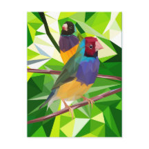 Gouldian Finch Duo