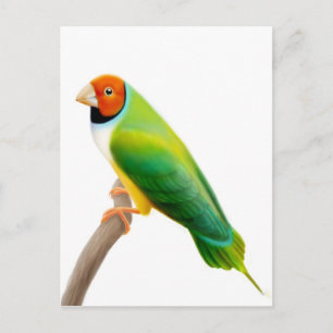 Gouldian Finch Orange geleitet Postkarte