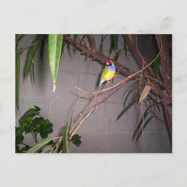Gouldian Finch Postkarte (Vorderseite)