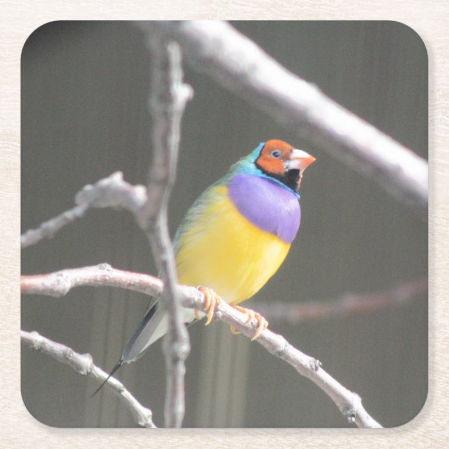 Gouldian Finch Rechteckiger Pappuntersetzer (Vorderseite)