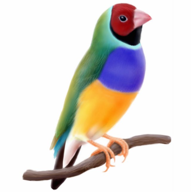 Gouldian Fink-Verzierung Fotoskulptur Ornament (Vorne)