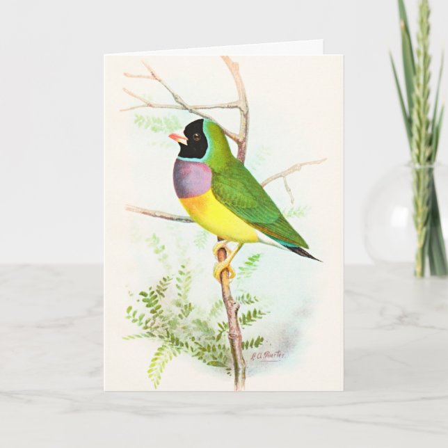 Gouldian Rainbow Finch bedroht Australian Bird Karte (Vorderseite)