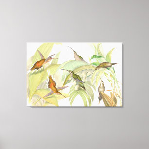 Goulds Kolibris wickelten Leinwand-Druck ein Leinwanddruck
