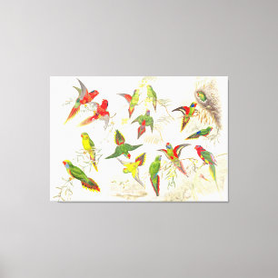 Goulds Lorikeet Papageien-Vögel wickelten Leinwanddruck