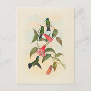 Goulds Waldnymphe John Gould Postkarte