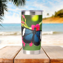 Sara Longwing Butterfly on Red Flowers