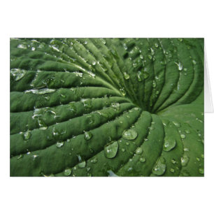 Gouttes de pluie sur la carte vierge de feuille de