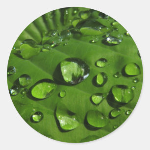 Gouttes de pluie sur les autocollants verts de