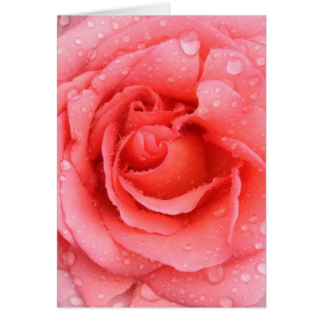 Gouttes d'eau de rose rose romantique (Devant)