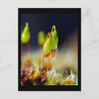 Gouttes d'eau" postkarte