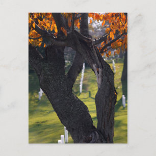 Gräber durch die Bäume Postkarte