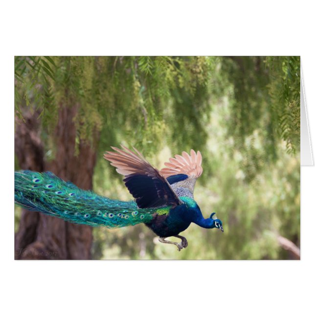 Grâce (Devant horizontal)