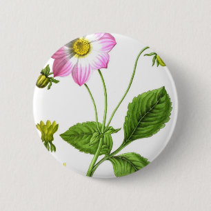 Grace Button