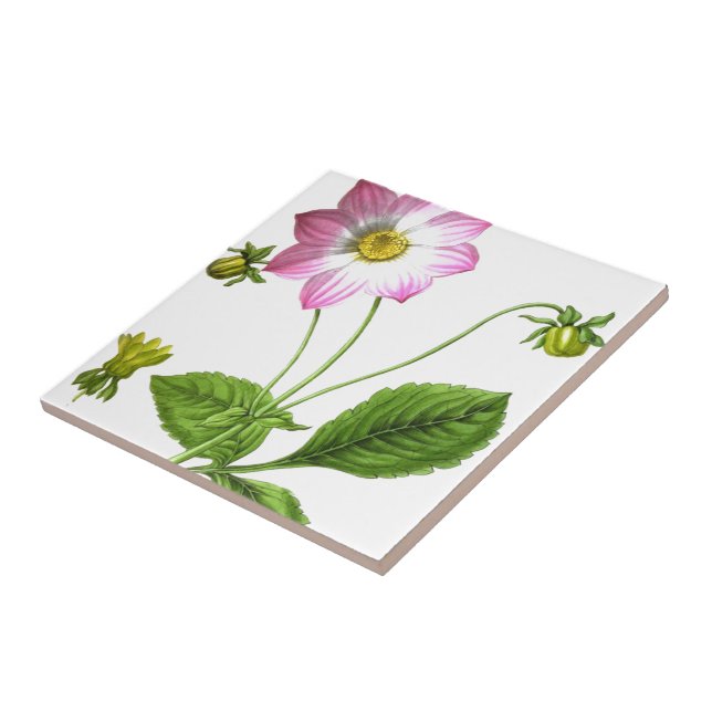 Grace Fliese (Seite)