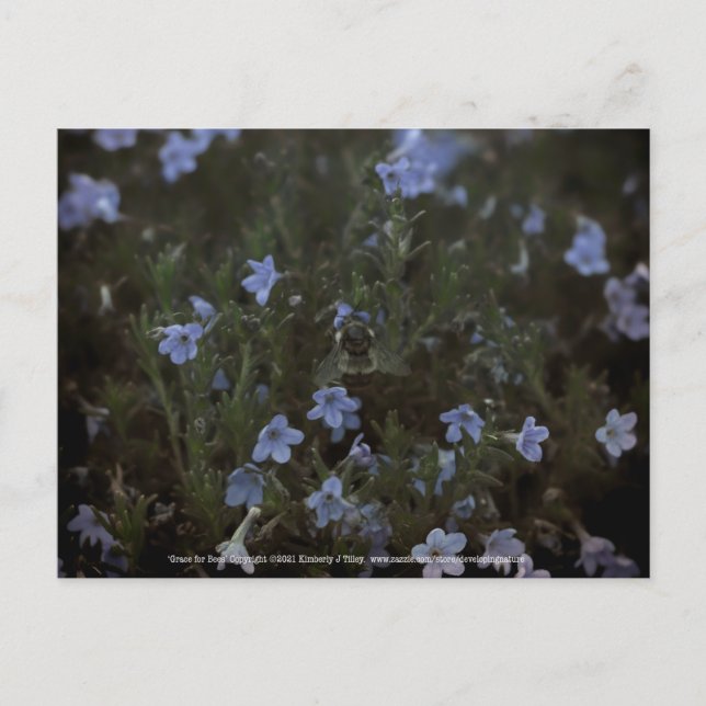 Grace für Bienen Postkarte (Vorderseite)