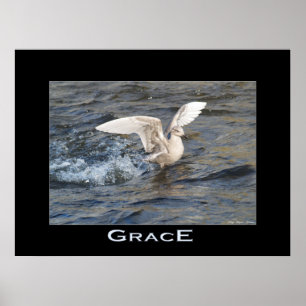 GRACE Sea Gull Landing Foto Poster