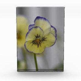 Grace Whispery: Gelb und Violett Pansy Bloom Fotoblock