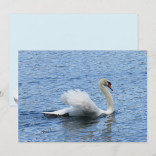 Gracefful Swan Foto Flat Card