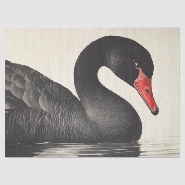 Graceful Black Swan in Ornithology Decoupage Style Seidenpapier (Vorderseite)
