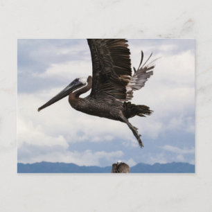 Graceful Brown Pelican Postkarte