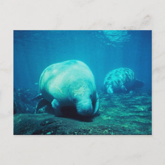 Graceful Florida Manatees Post Card Postkarte