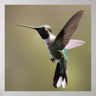 Graceful Hummingbird- Nature Fotografy Poster