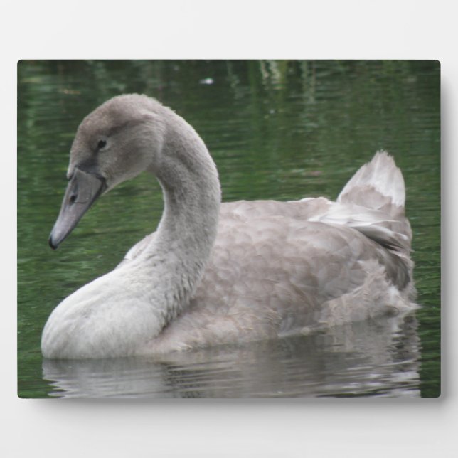 Graceful Swan on Water Plaque Fotoplatte (Vorderseite)