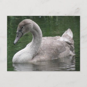 Graceful Swan on Water Postcard Postkarte