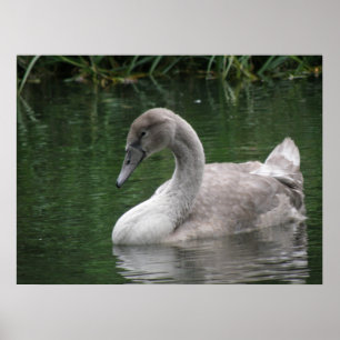Graceful Swan on Water Poster