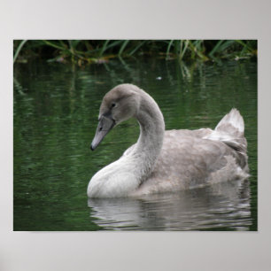 Graceful Swan on Water Poster