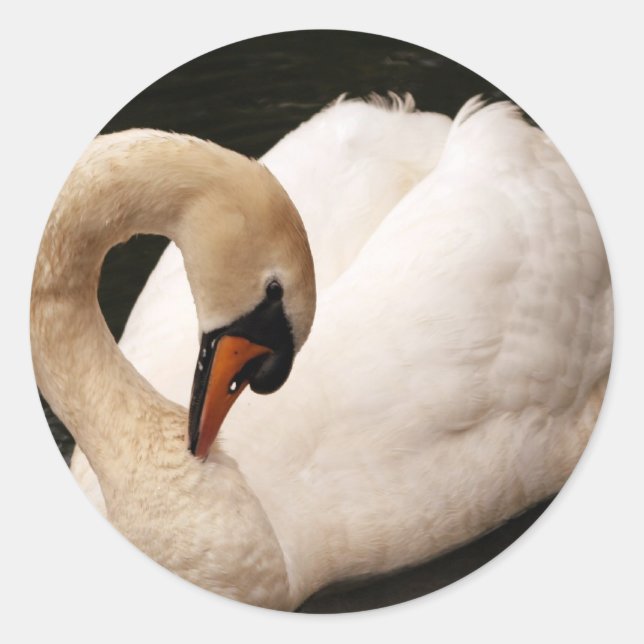 Graceful Swan Stickers (Vorderseite)