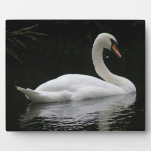 Graceful White Swan Plaque Fotoplatte