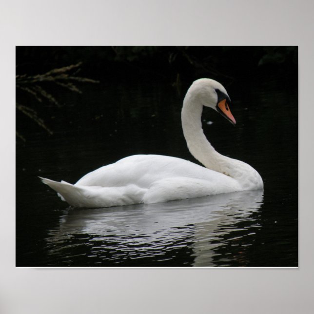 Graceful White Swan Poster (Vorne)