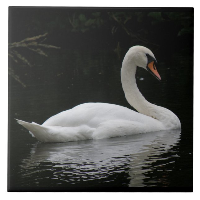 Graceful White Swan Tile Fliese (Vorderseite)