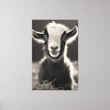 Gracful monochromatic expressive Baby Goat Portra