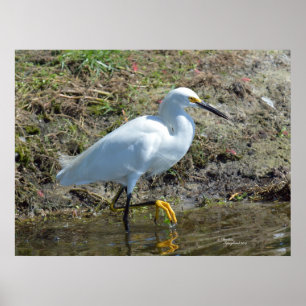 Gracful white Egret bird Poster