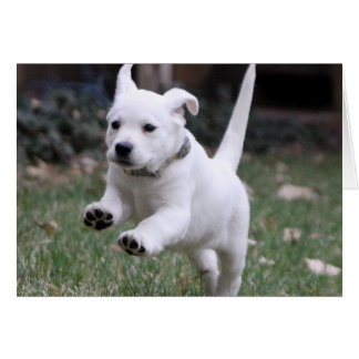 Gracie, der gelbe (weiße) Labrador