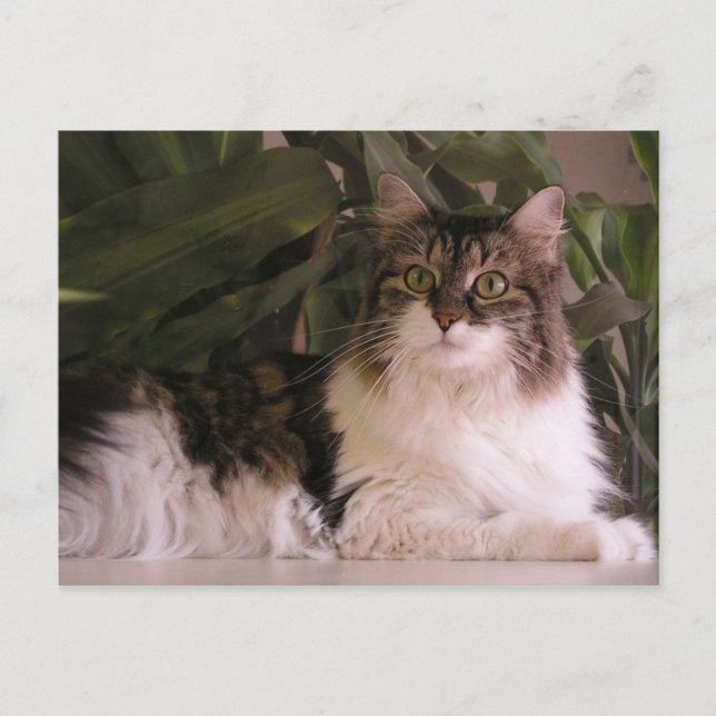 Gracie Postkarte (Vorderseite)