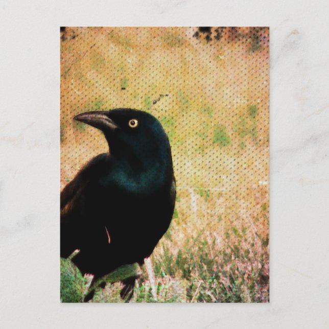 Grackle 3 postkarte (Vorderseite)