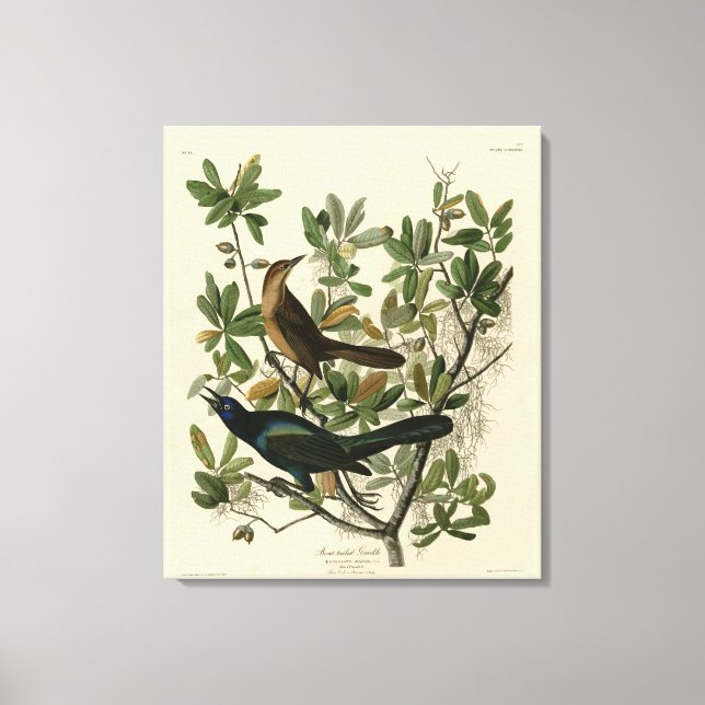 Grackle mit Sattel - Audubons Vögel in Amerika Leinwanddruck (Vorderseite)