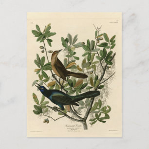 Grackle mit Sattel - Audubons Vögel in Amerika Postkarte