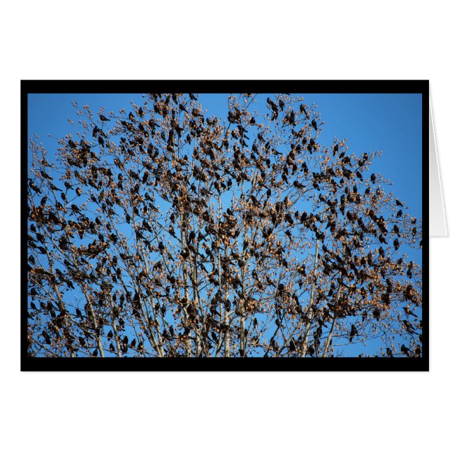 Grackles Karte (Vorderseite (Horizontal))