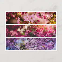 Gradient Floral Trio Postkarte