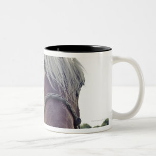 GRAFSCHAFTS-PFERD IM SONNENLICHT MIT NASE BIS ZUR ZWEIFARBIGE TASSE