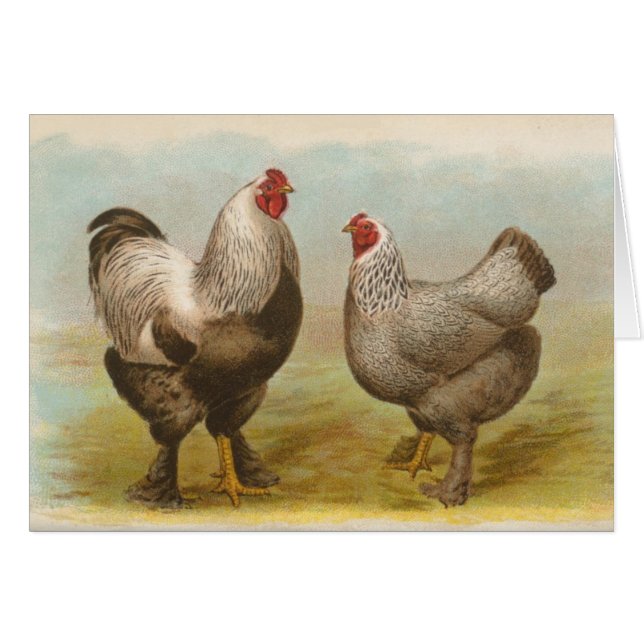 Graham - Poulets Brahma foncés (Devant horizontal)