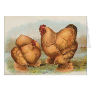 Graham - poulets de couleur chamois de Cochin