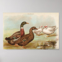 Graham - Rouen und Muscovy Ducks Portfolio
