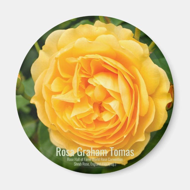 Graham Thomas Magnet (Vorne)